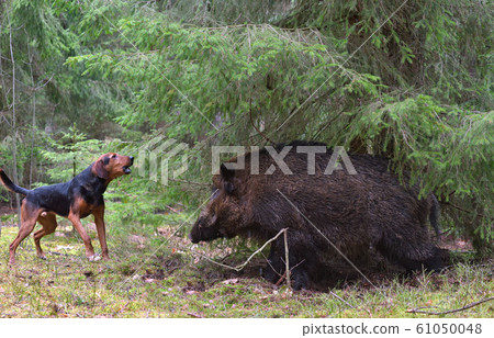 Hunting with dog Hunting with dog 61050048