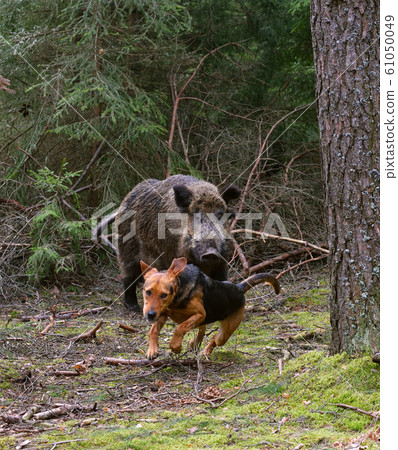Hunting on wildboar Hunting on wildboar 61050049
