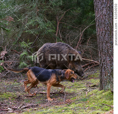 Hunting on wildboar Hunting on wildboar 61050050