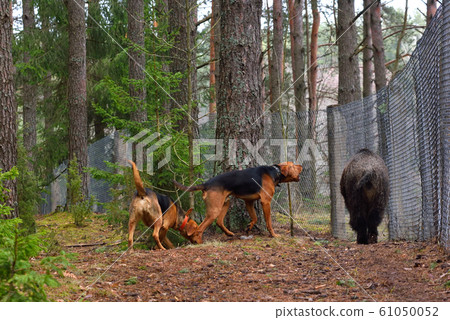 Two hunting dogs Two hunting dogs 61050052