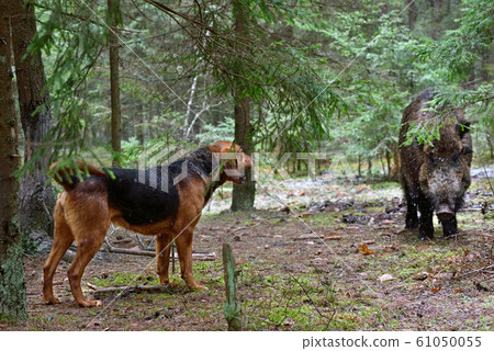 Hunting dog Hunting dog 61050055