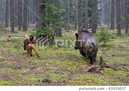 Hunting with hound 61050057