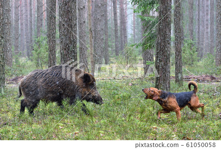 Hunting with hound on wildboar 61050058