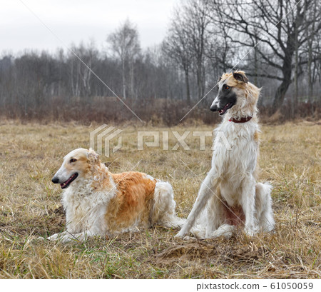 Two russian wolfhounds 61050059