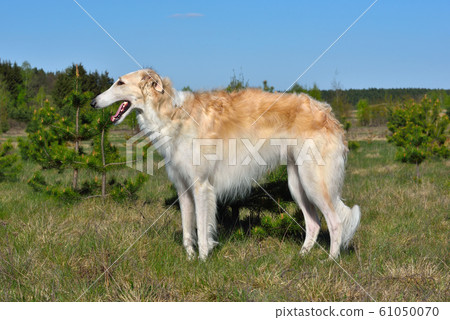Russian borzoi dog 61050070