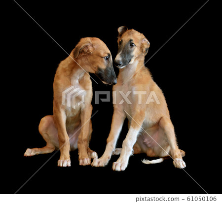 Three months old puppys of Russian borzoi 61050106