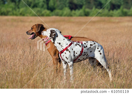Two dogs on a field 61050119