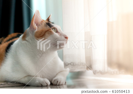 Photo calico cat lying portrait on the carpet is looking something outside the door. 61050413