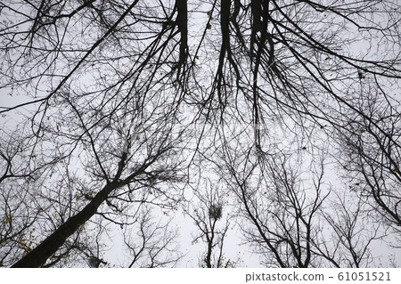 different deciduous trees different deciduous trees 61051521