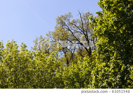 plant growth plant growth 61051548