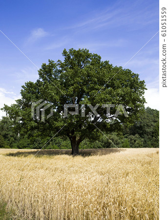 lonely oak lonely oak 61051559
