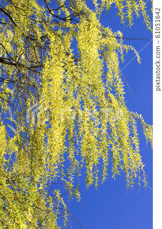 flowering willow tree 61051642