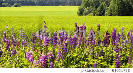 blue lupine blue lupine 61051728