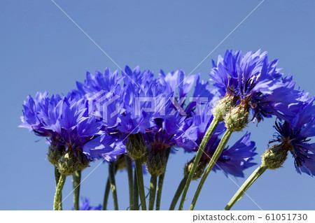 blue wildflowers cornflowers blue wildflowers cornflowers 61051730