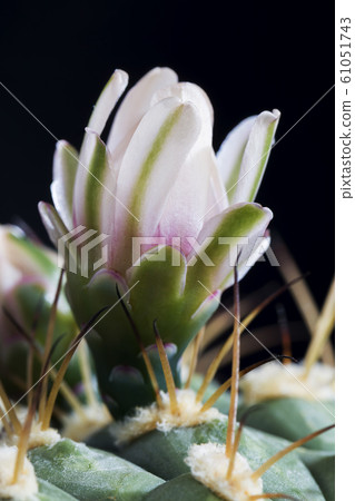 cactus during flowering 61051743