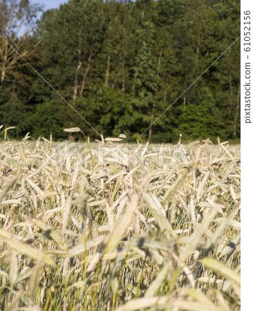 European agricultural fields European agricultural fields 61052156