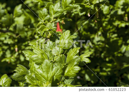 beautiful green currant beautiful green currant 61052223