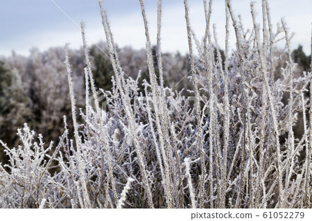 branches of the Bush branches of the Bush 61052279