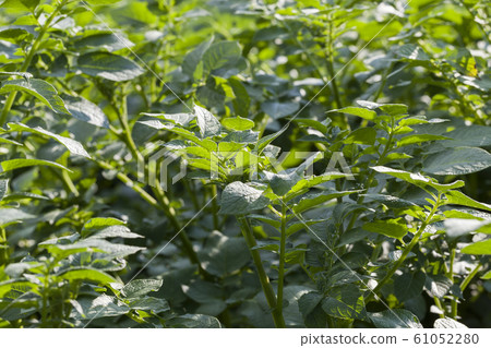 field potatoes field potatoes 61052280