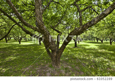 trees and plants 61052289