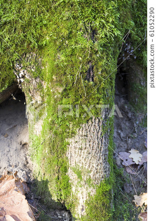 tree bark tree bark 61052290