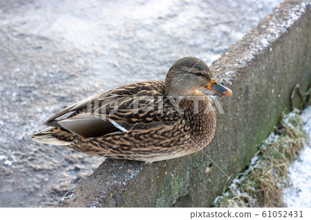Wald mallart duck isolated on white background 61052431