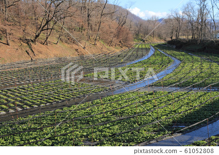 Azumino winter wasabi field Azumino winter wasabi field 61052808
