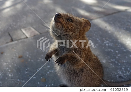 Quokka 61052819