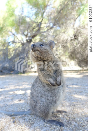Quokka Quokka 61052824
