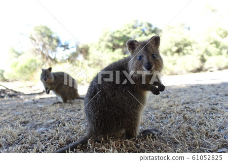 Quokka Quokka 61052825
