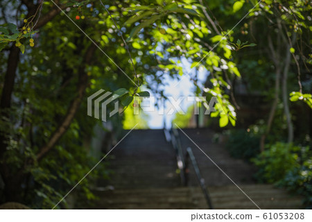 stairs covered with vegetation in Cotroceni stairs covered with vegetation in Cotroceni 61053208