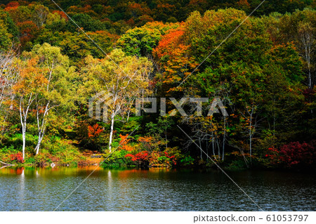 Myoko / Sennin Pond的秋葉 Myoko / Sennin Pond的秋葉 61053797