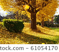 Autumn image Beautiful ginkgo leaves that dance in the wind 61054170