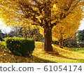Autumn image Beautiful ginkgo leaves that dance in the wind 61054174