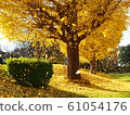 Autumn image Beautiful ginkgo leaves that dance in the wind 61054176