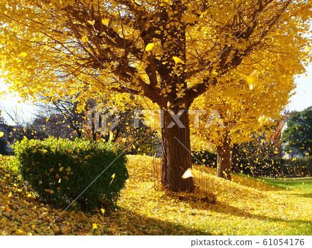 Autumn image Beautiful ginkgo leaves that dance in the wind 61054176