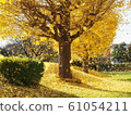 Autumn image Beautiful ginkgo leaves that dance in the wind 61054211
