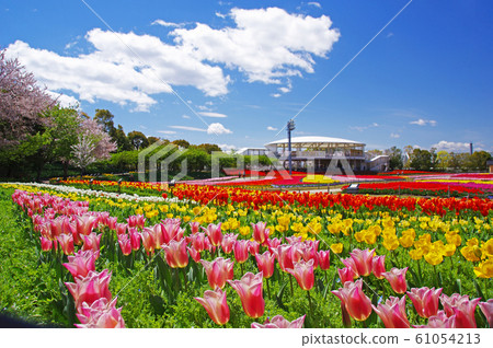 Spring tulip fields 61054213