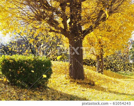 Autumn image Beautiful ginkgo leaves that dance in the wind 61054243