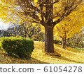 Autumn image Beautiful ginkgo leaves that dance in the wind 61054278