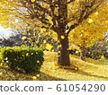 Autumn image Beautiful ginkgo leaves that dance in the wind 61054290