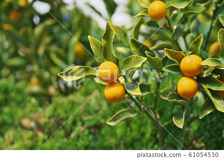 Kumquat fruit colored yellow 61054530
