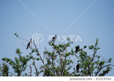 在木頭上的cor 61054568