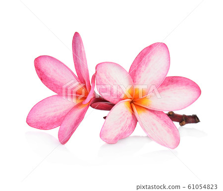 Tropical flowers frangipani (plumeria) isolated on Tropical flowers frangipani (plumeria) isolated on 61054823