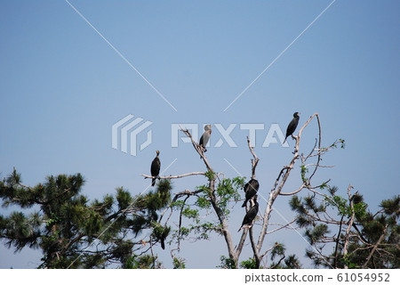 在木頭上的cor 在木頭上的cor 61054952