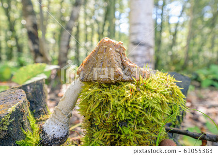 Mushrooms leaning on mossy trees Mushrooms leaning on mossy trees 61055383