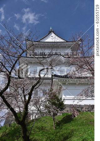 小田原城的櫻花風景 小田原城的櫻花風景 61055719