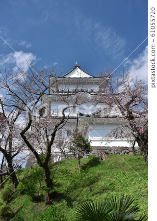 小田原城的櫻花風景 小田原城的櫻花風景 61055720
