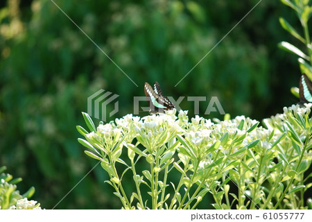 Asagi madara 61055777