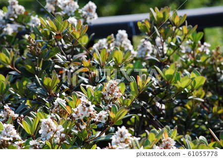 Asagi madara 61055778